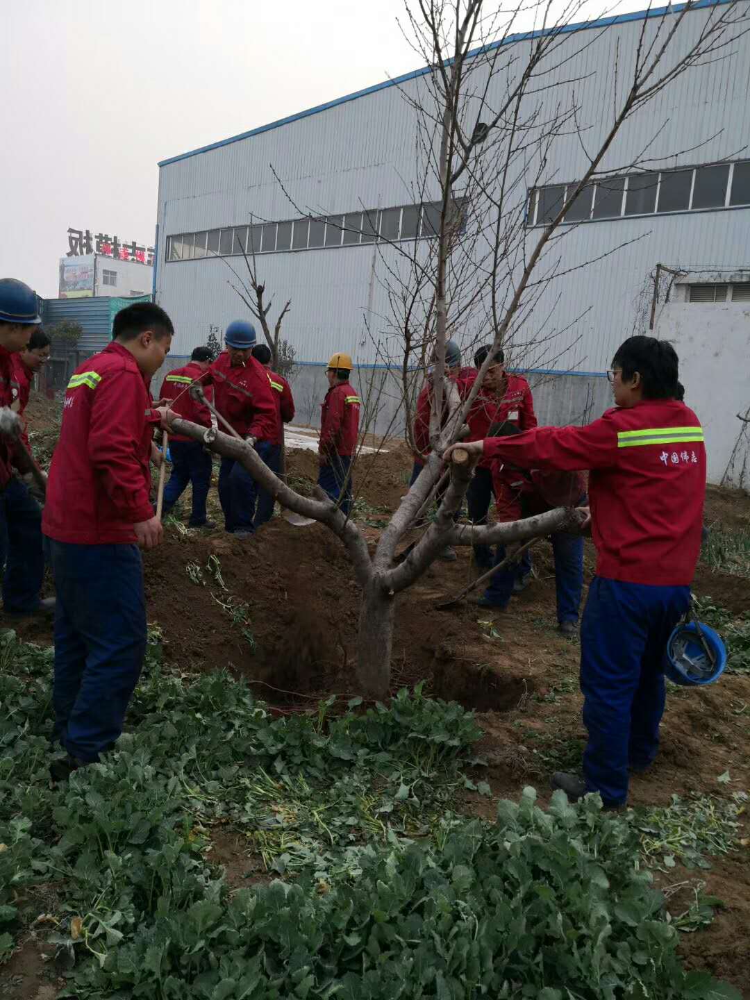 春季鞏義偉志模板種樹忙