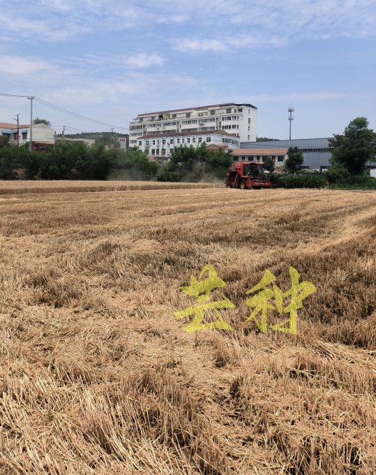 偉志鋼模板廠家附近的麥子熟了